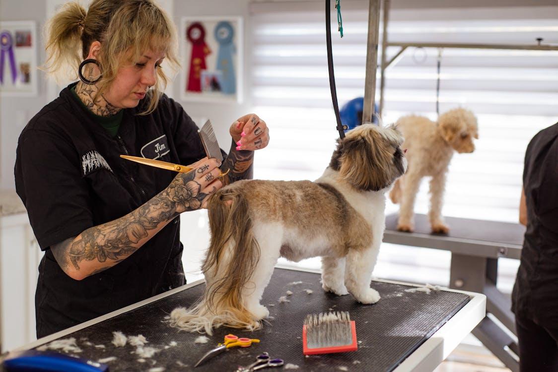 Professional Dog Grooming Supplies Wholesale: The Key to Success in Pet Care